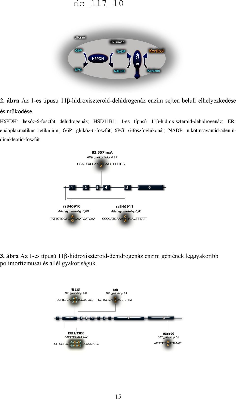 retikulum; G6P: glükóz-6-foszfát; 6PG: 6-foszfoglükonát; NADP: nikotinsavamid-adenindinukleotid-foszfát 3.