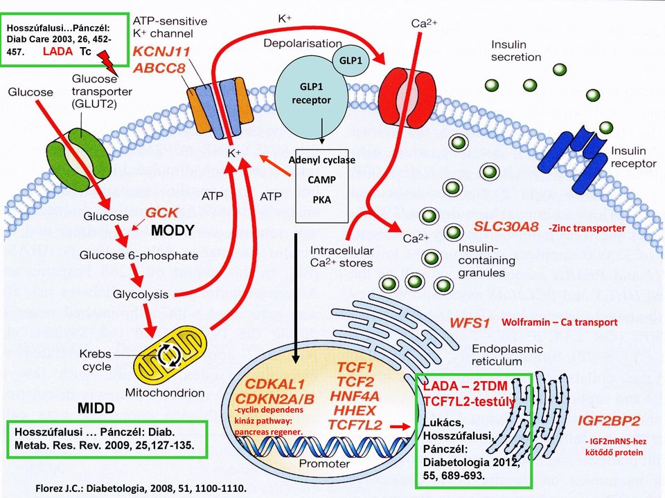 Hosszúfalusi Pánczél: Diab. Metab. Res. Rev. 2009, 25,127-135. Florez J.C.