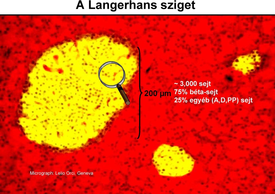 25% egyéb (A,D,PP) sejt