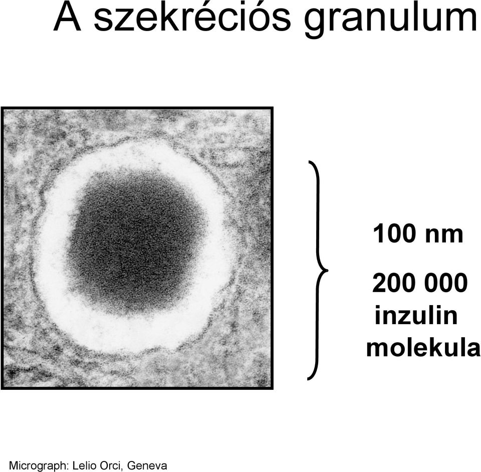 000 inzulin molekula