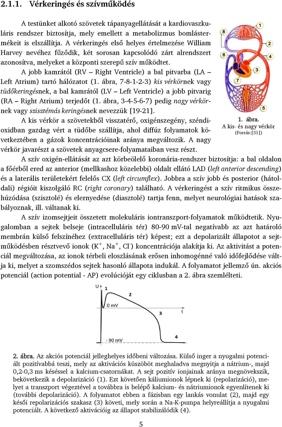 A jobb kamrától (RV Right Ventricle) a bal pitvarba (LA Left Atrium) tartó hálózatot (1.