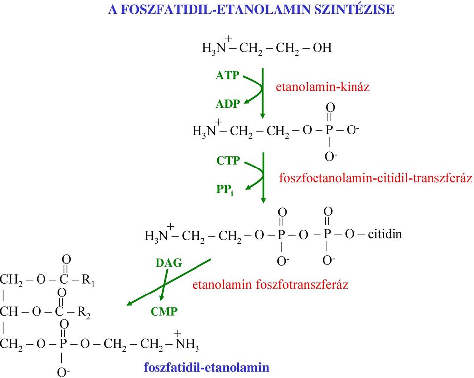 R 1 etanolamin foszfotranszferáz CH C R 2 CMP P NH 3