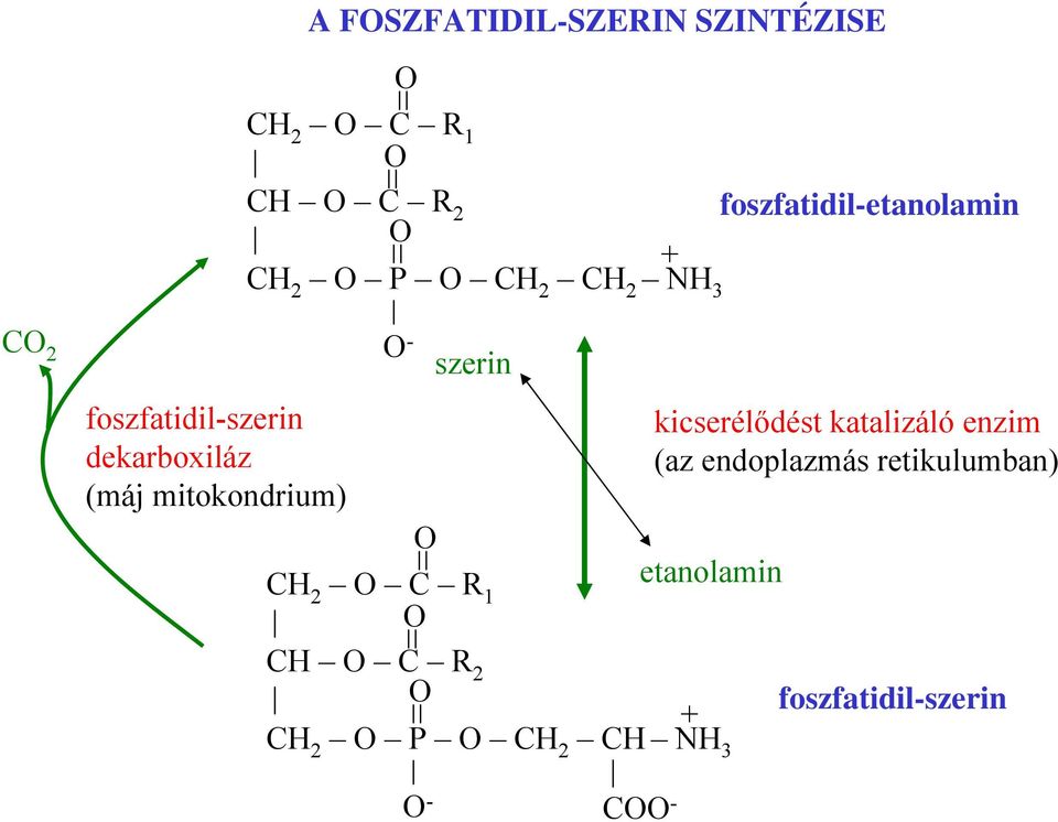 (máj mitokondrium) - szerin C R 1 kicserélődést katalizáló enzim