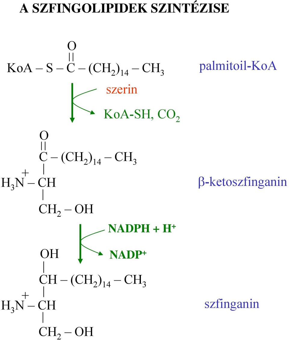 ) 14 H 3 N CH β-ketoszfinganin H NADPH