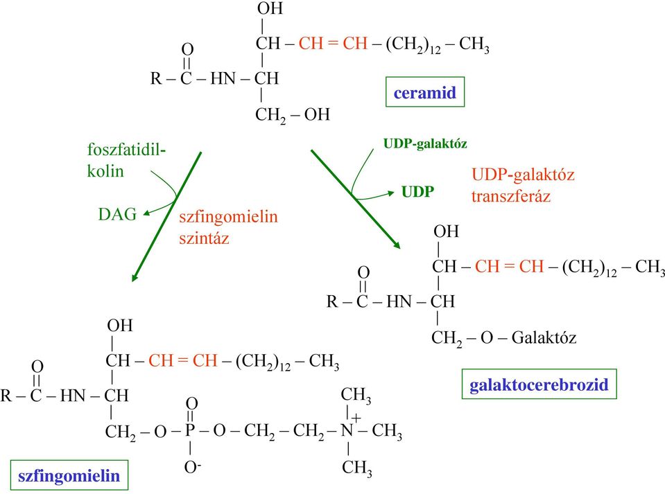 transzferáz CH CH = CH ( ) 12 R C HN CH H Galaktóz CH CH =