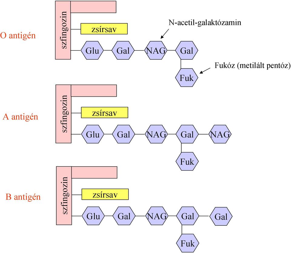 A antigén szfingozin Glu Gal NAG Gal NAG