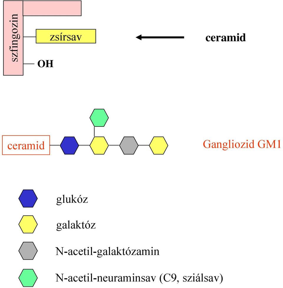 galaktóz