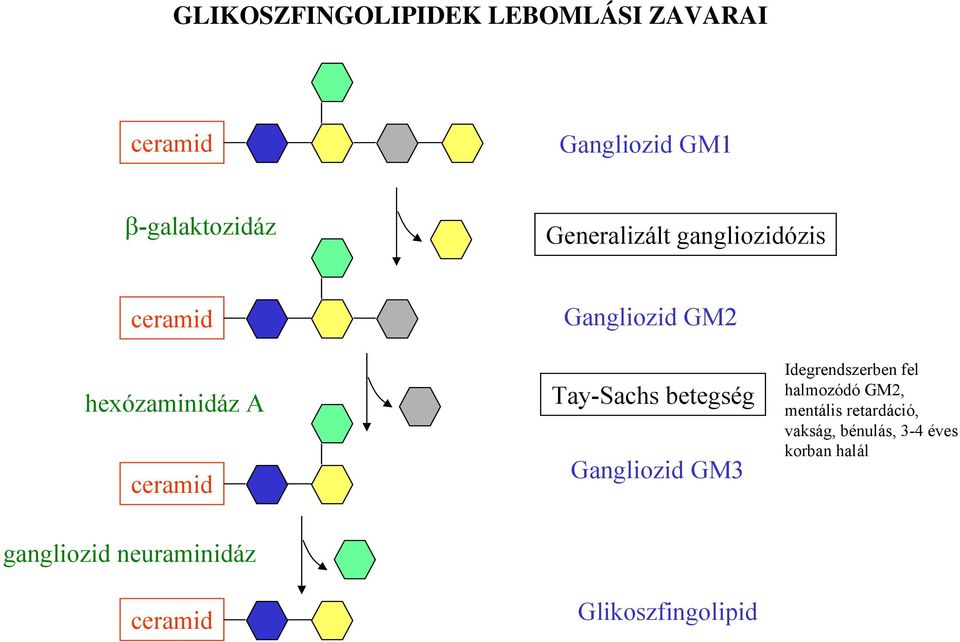 Tay-Sachs betegség Gangliozid GM3 Idegrendszerben fel halmozódó GM2, mentális