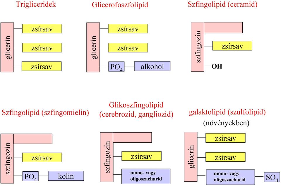 (cerebrozid, gangliozid) galaktolipid (szulfolipid) (növényekben) szfingozin