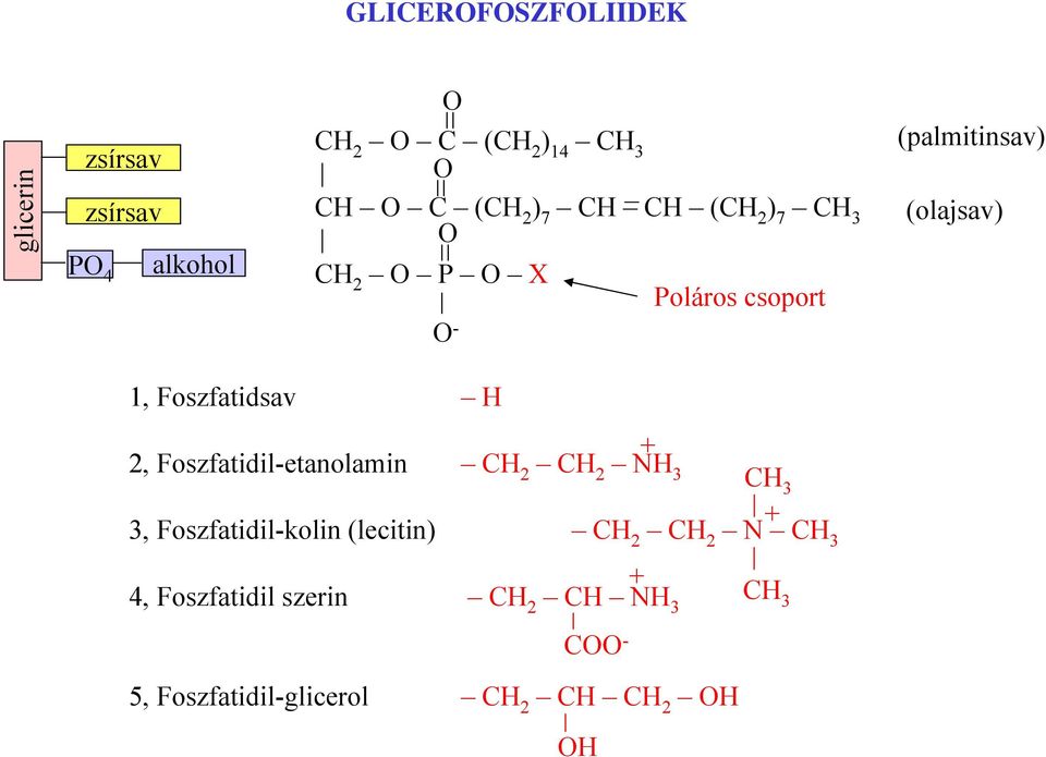 2, Foszfatidil-etanolamin NH 3 CH 3 3, Foszfatidil-kolin (lecitin)