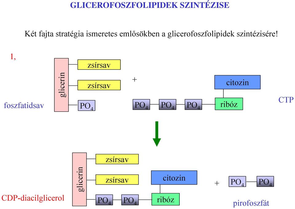 1, foszfatidsav glicerin citozin P 4 P 4 P 4 P 4 ribóz CTP