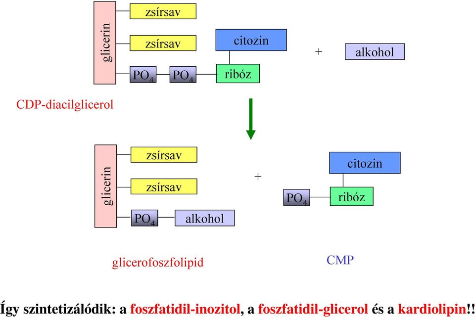 alkohol glicerofoszfolipid CMP Így szintetizálódik: