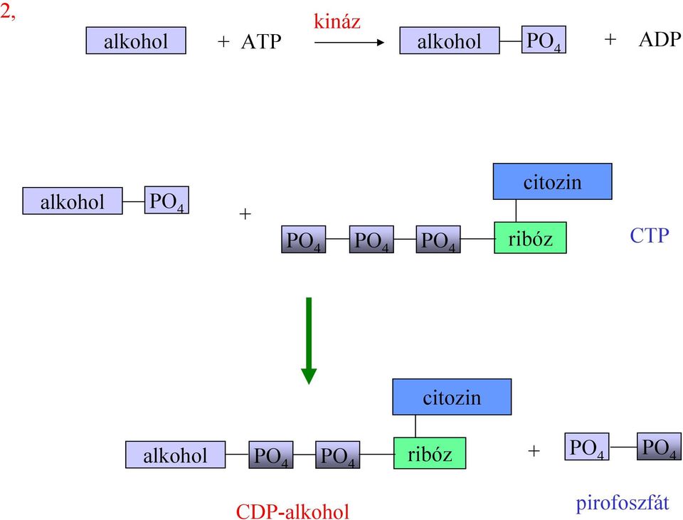 4 ribóz CTP citozin alkohol P 4 P