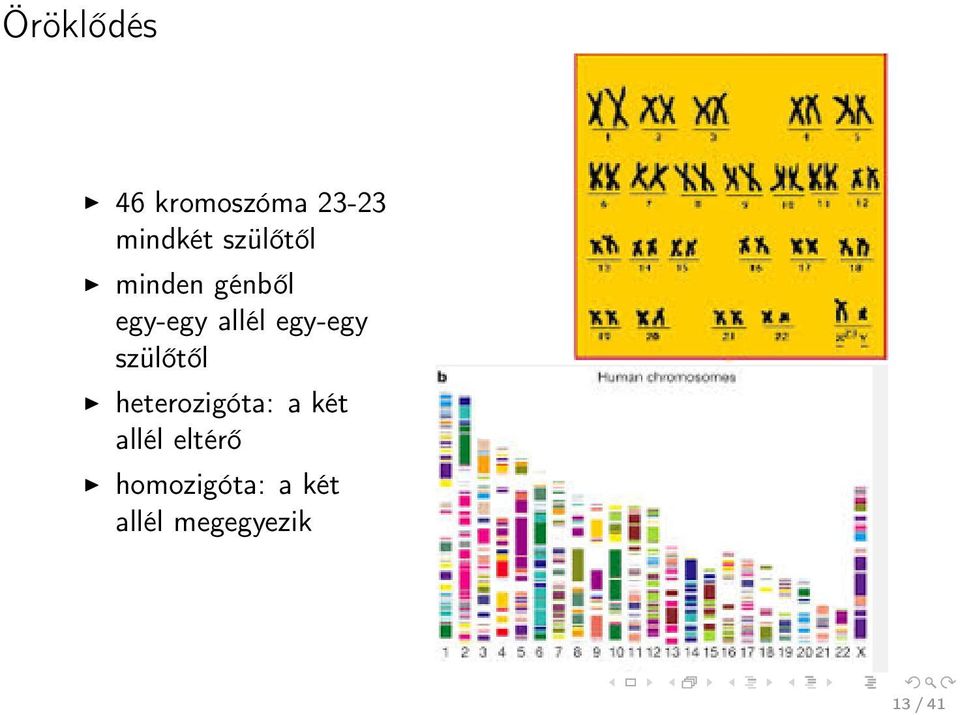 egy-egy szülőtől heterozigóta: a két