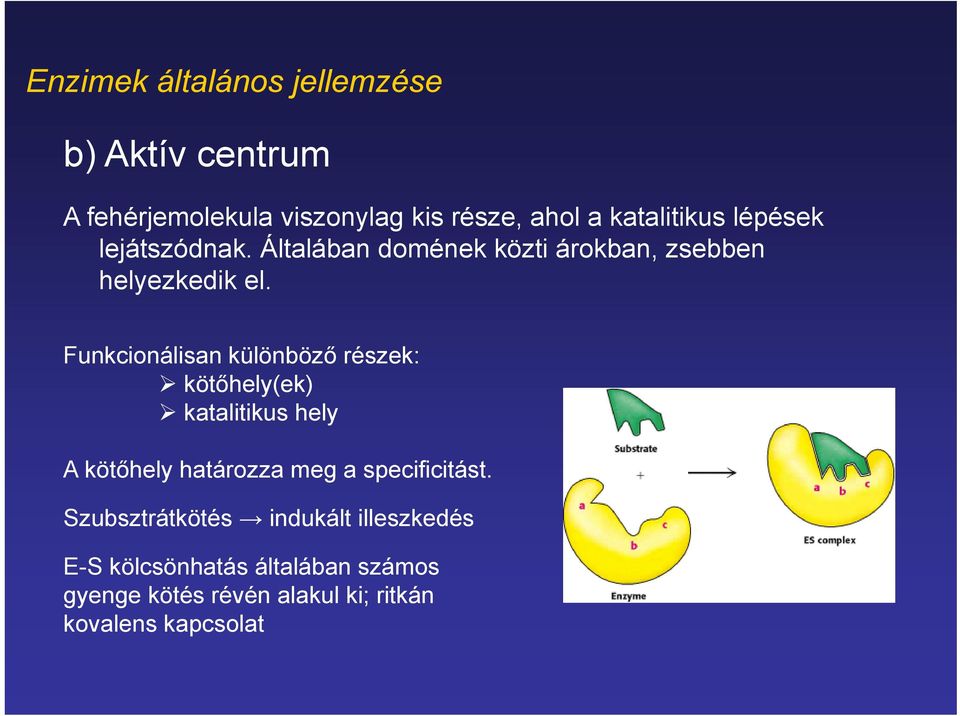 Funkcionálisan különböző részek: kötőhely(ek) katalitikus hely A kötőhely határozza meg a specificitást.