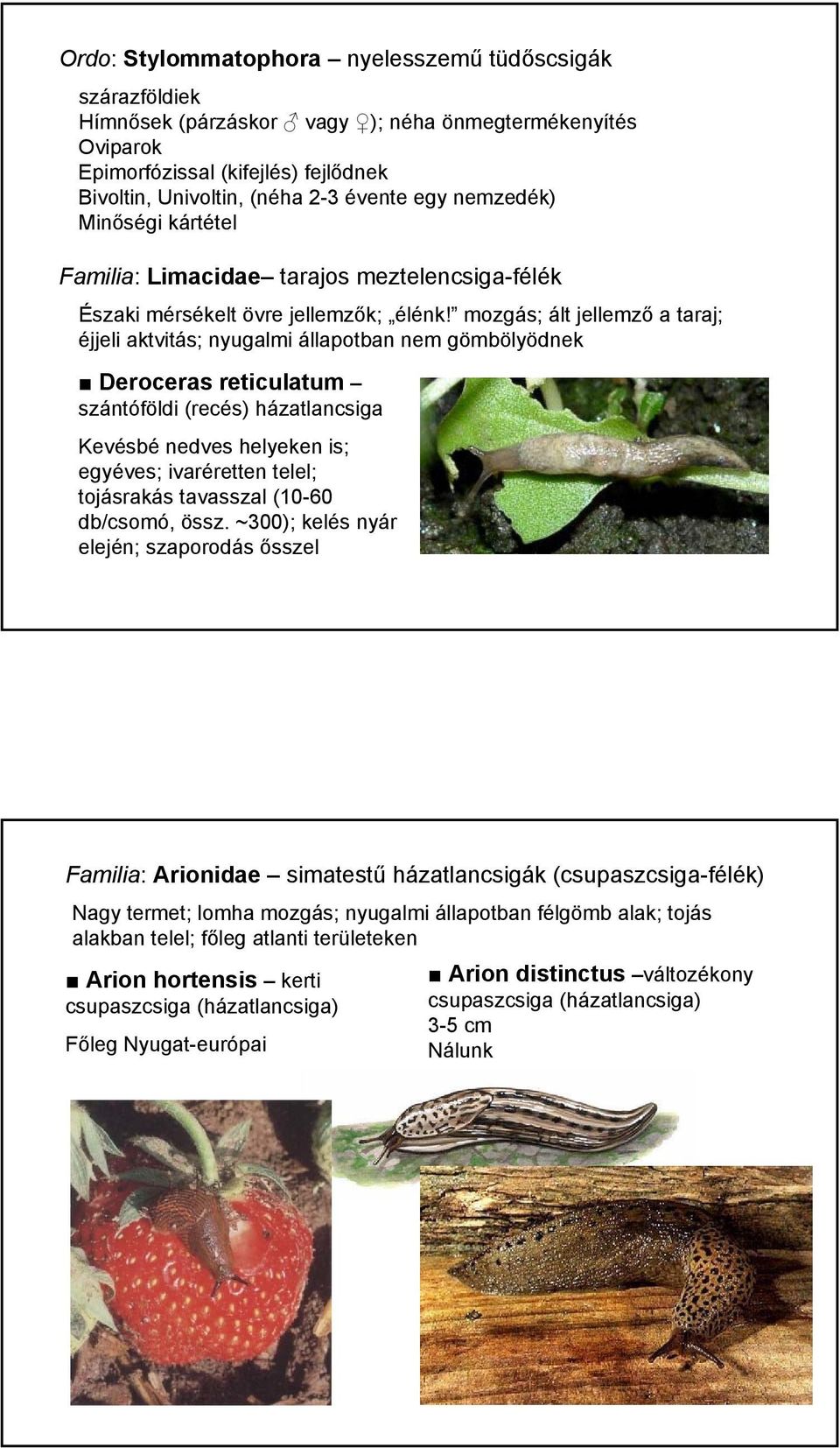 mozgás; ált jellemző a taraj; éjjeli aktvitás; nyugalmi állapotban nem gömbölyödnek Deroceras reticulatum szántóföldi (recés) házatlancsiga Kevésbé nedves helyeken is; egyéves; ivaréretten telel;