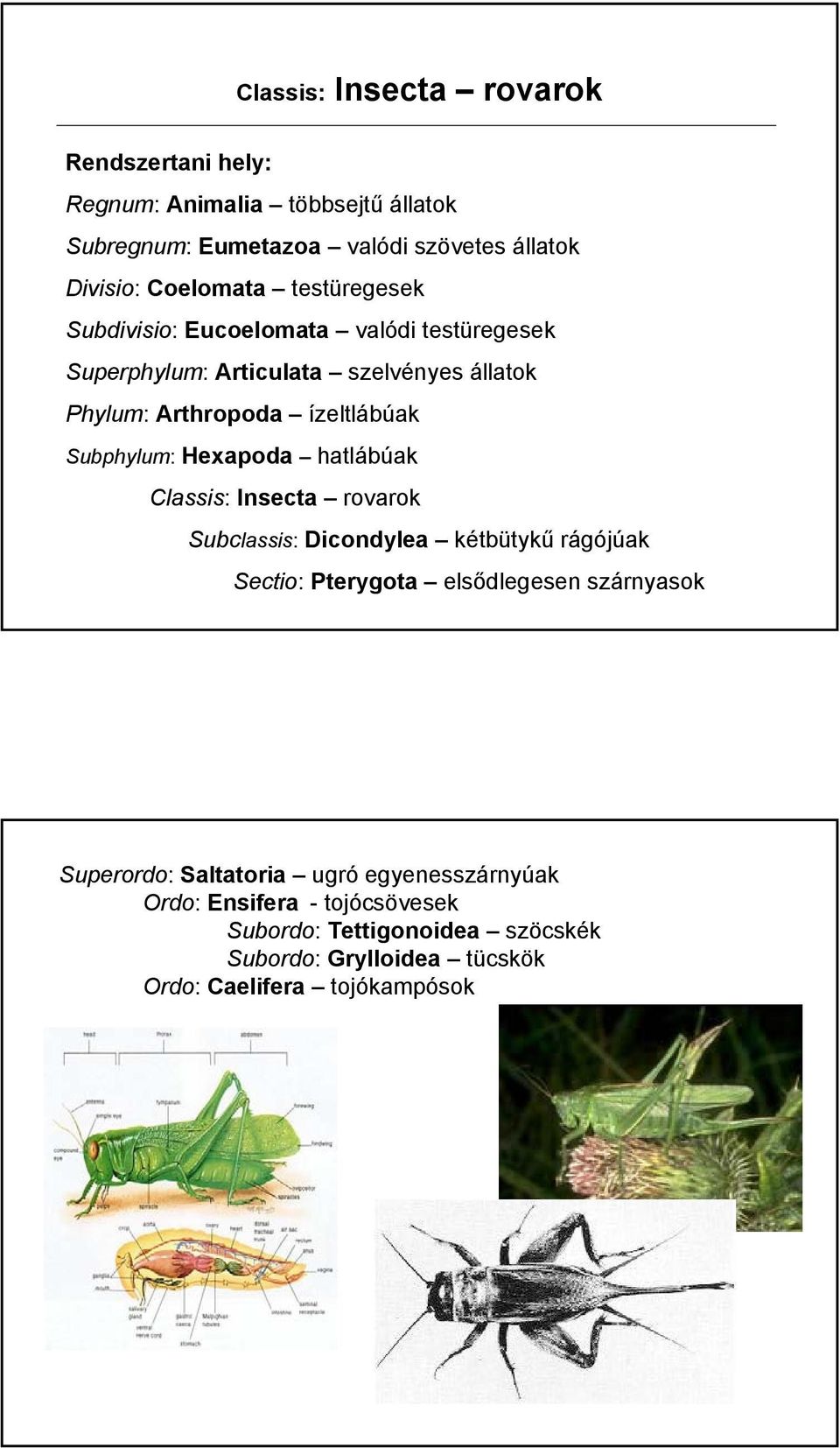 Hexapoda hatlábúak Classis: Insecta rovarok Subclassis: Dicondylea kétbütykű rágójúak Sectio: Pterygota elsődlegesen szárnyasok Superordo: