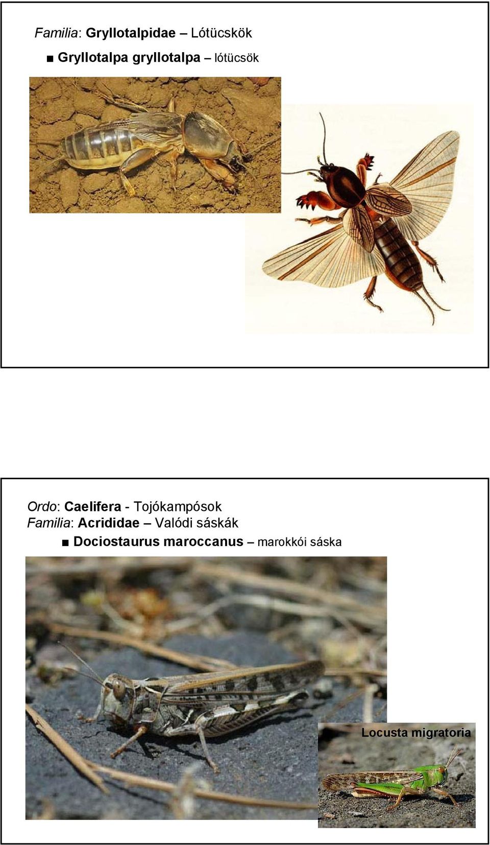 Tojókampósok Familia: Acrididae Valódi sáskák