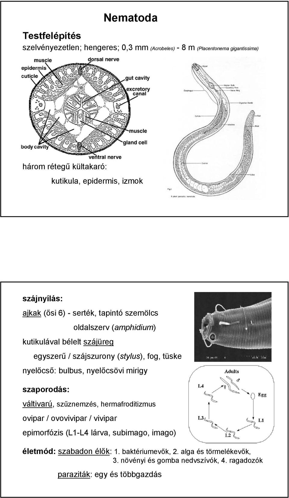 tüske nyelőcső: bulbus, nyelőcsövi mirigy szaporodás: váltivarú, szűznemzés, hermafroditizmus ovipar / ovovivipar / vivipar epimorfózis (L1-L4 lárva,