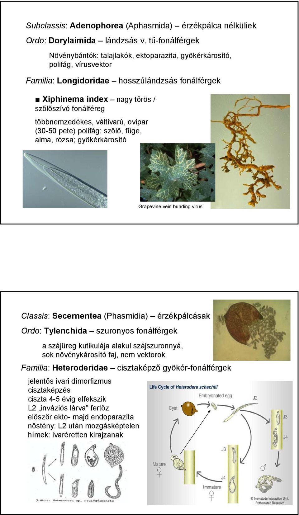 többnemzedékes, váltivarú, ovipar (30-50 pete) polifág: szőlő, füge, alma, rózsa; gyökérkárosító Grapevine vein bunding virus Classis: Secernentea (Phasmidia) érzékpálcásak Ordo: Tylenchida szuronyos