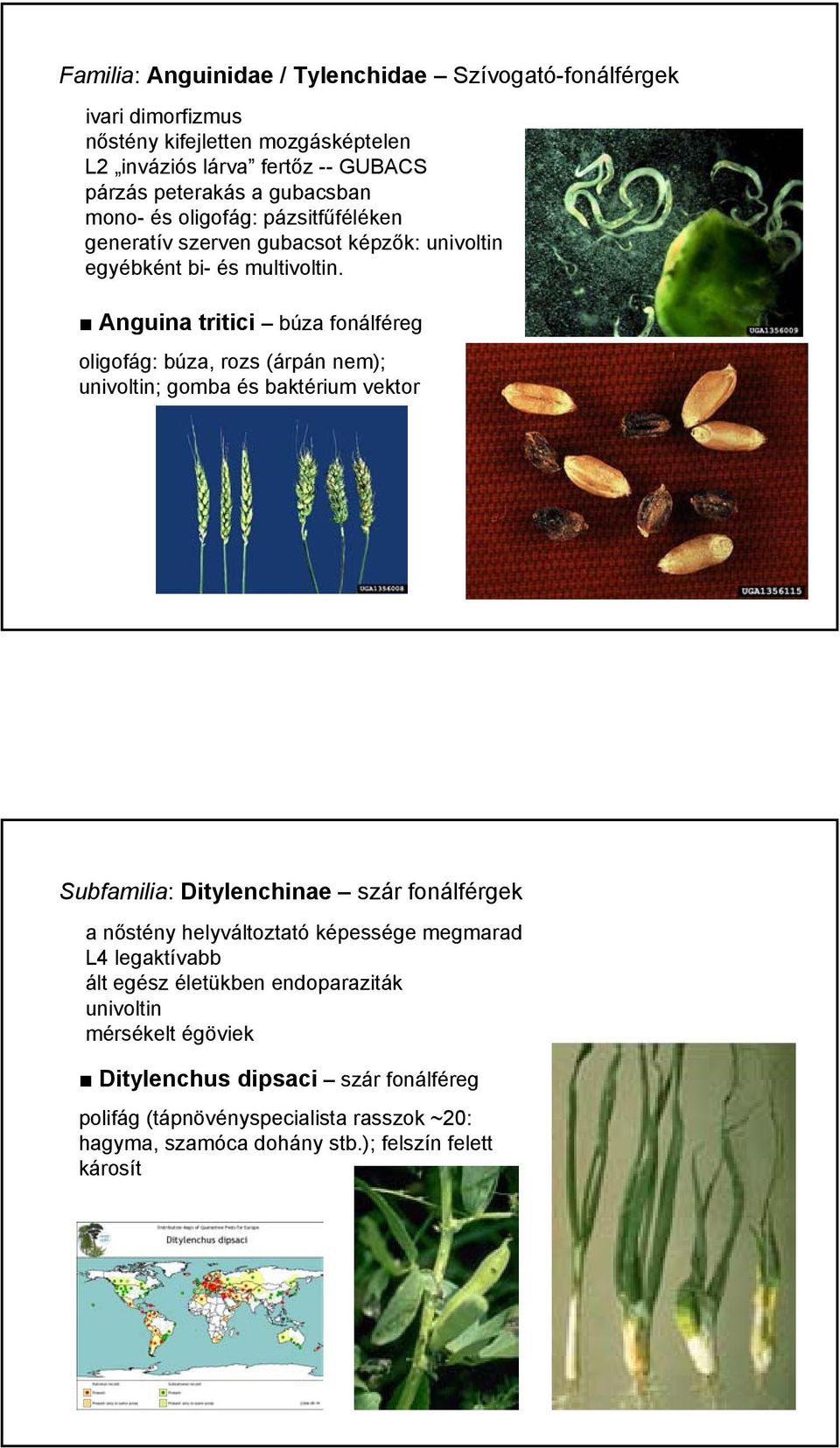 Anguina tritici búza fonálféreg oligofág: búza, rozs (árpán nem); univoltin; gomba és baktérium vektor Subfamilia: Ditylenchinae szár fonálférgek a nőstény helyváltoztató