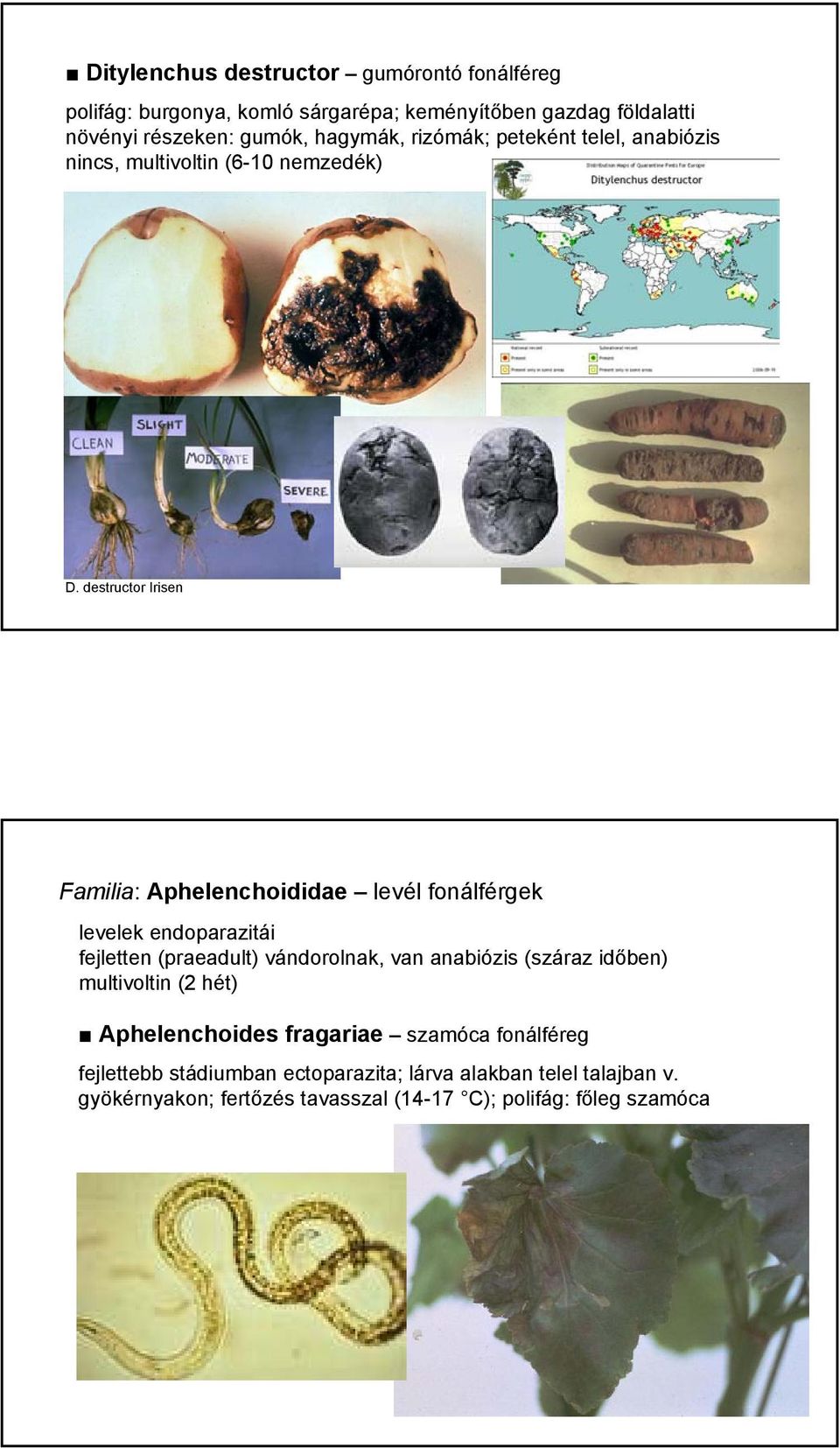 destructor Irisen Familia: Aphelenchoididae levél fonálférgek levelek endoparazitái fejletten (praeadult) vándorolnak, van anabiózis (száraz