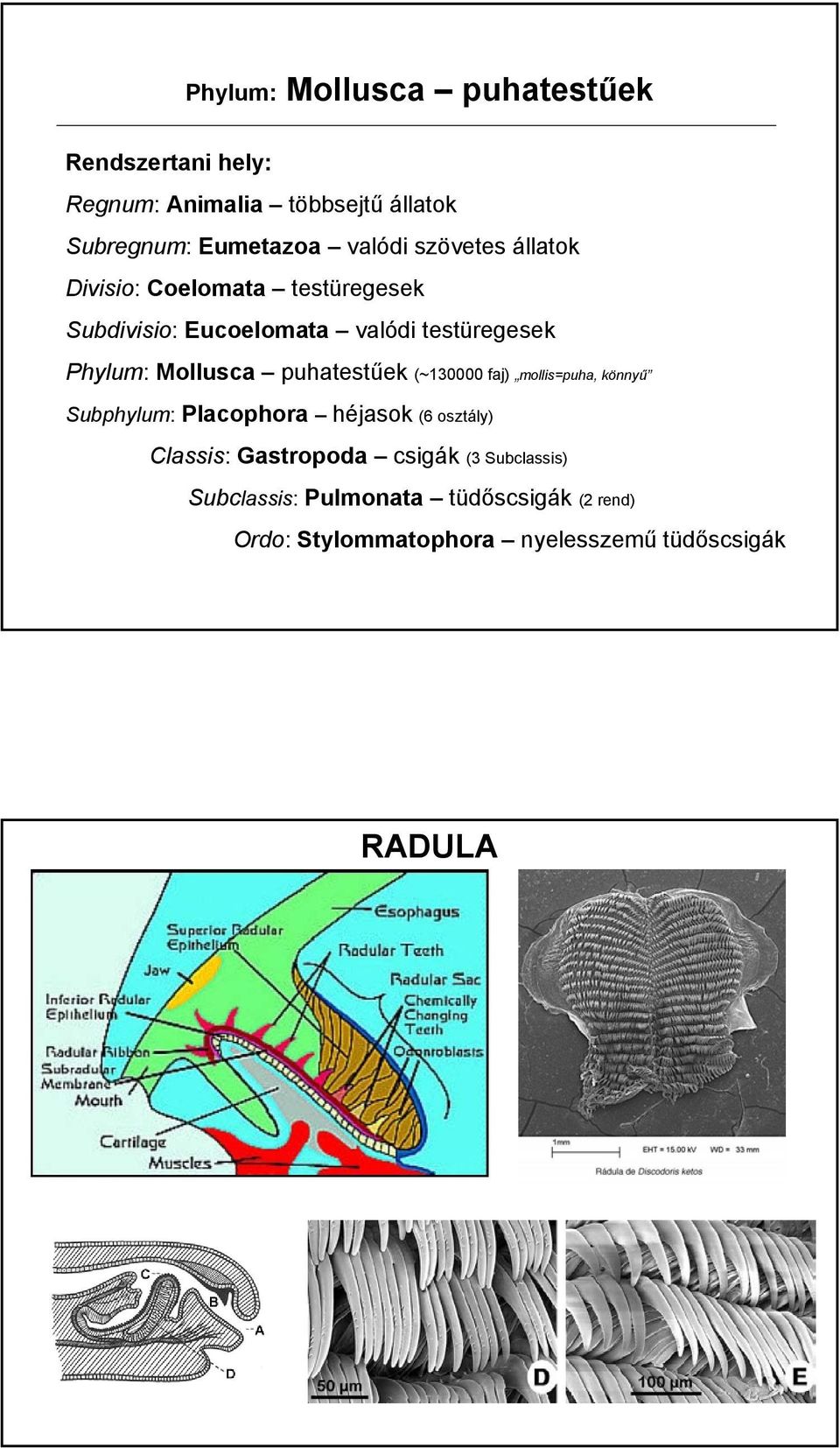 puhatestűek (~130000 faj) mollis=puha, könnyű Subphylum: Placophora héjasok (6 osztály) Classis: Gastropoda