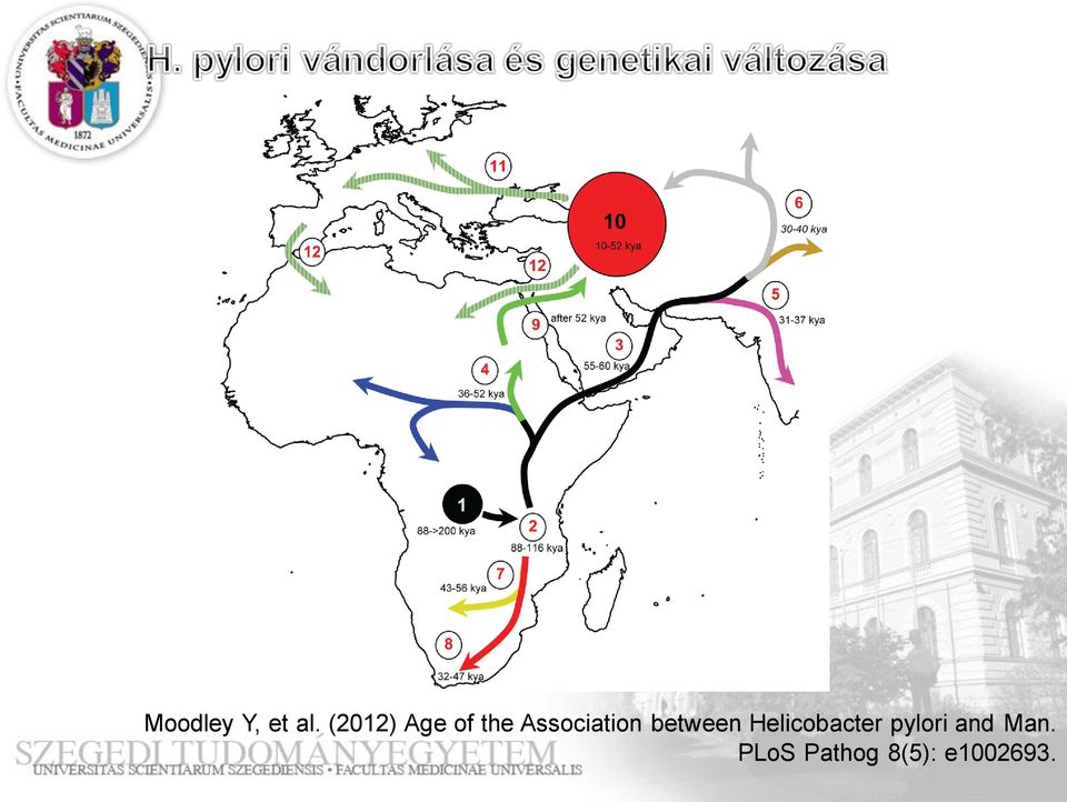 Black lines indicate undifferentiated populations and all other lines are color-coded according to population as in Figs. 1, 3A, 4A, 6A.