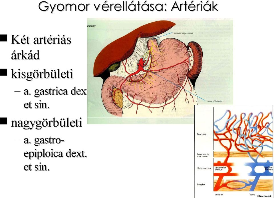 gastrica dextr. et sin.