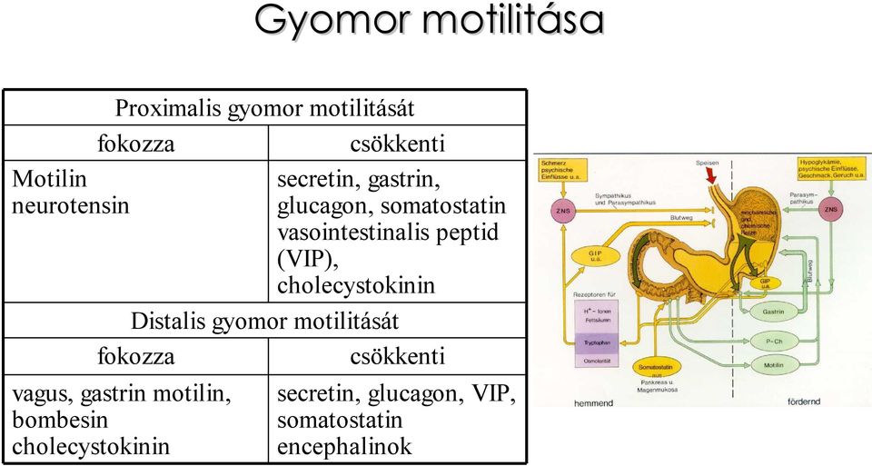 (VIP), cholecystokinin Distalis gyomor motilitását fokozza csökkenti vagus,