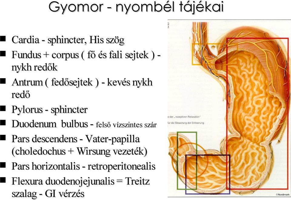 - felső vízszintes szár Pars descendens - Vater-papilla (choledochus + Wirsung vezeték)