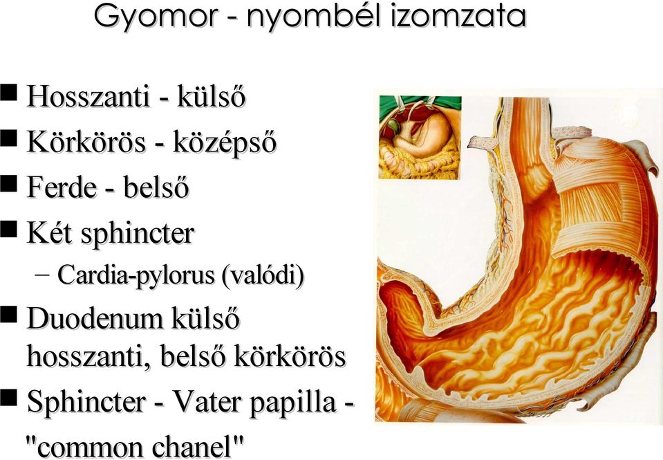 Cardia-pylorus (valódi) Duodenum külső hosszanti,