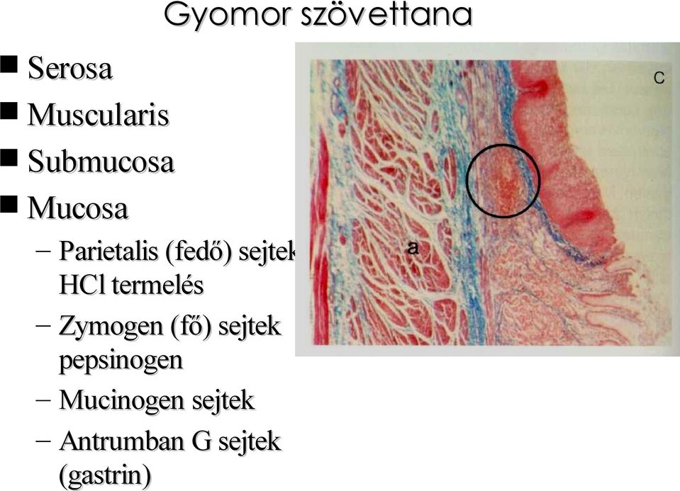 HCl termelés Zymogen (fő) sejtek