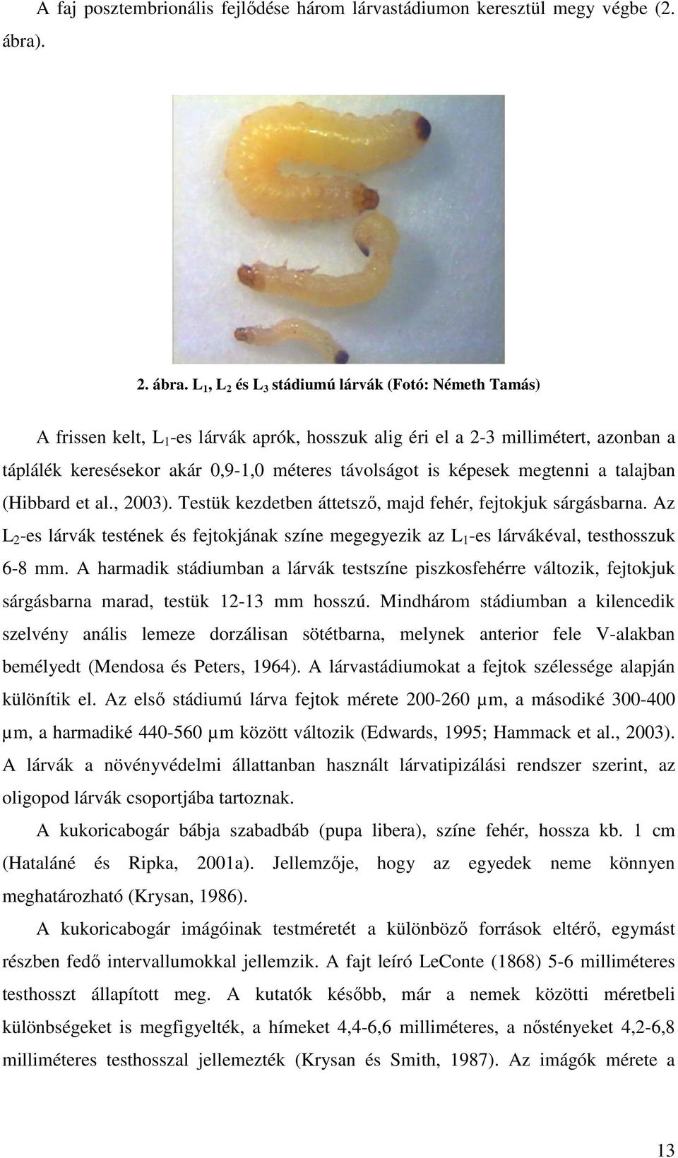 képesek megtenni a talajban (Hibbard et al., 2003). Testük kezdetben áttetsző, majd fehér, fejtokjuk sárgásbarna.