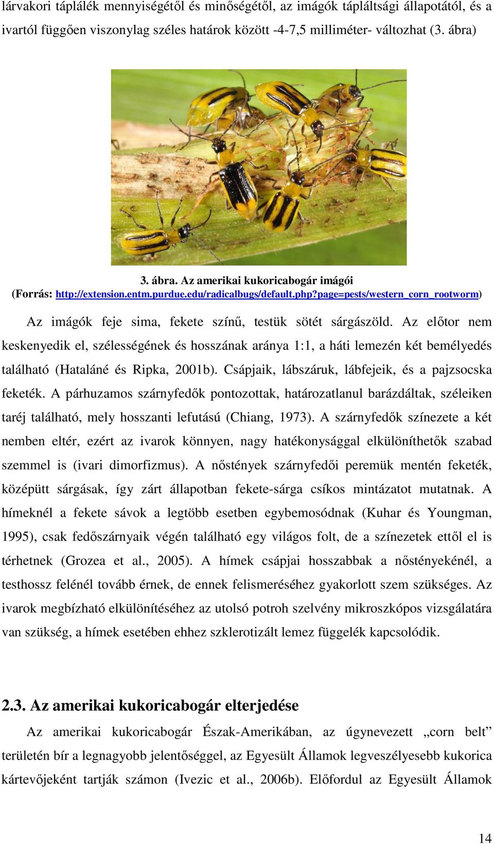 page=pests/western_corn_rootworm) Az imágók feje sima, fekete színű, testük sötét sárgászöld.