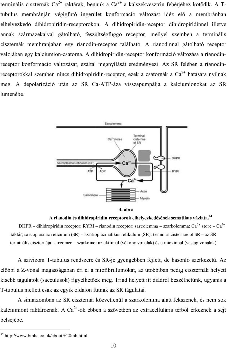 A dihidropiridin-receptor dihidropiridinnel illetve annak származékaival gátolható, feszültségfüggő receptor, mellyel szemben a terminális ciszternák membránjában egy rianodin-receptor található.