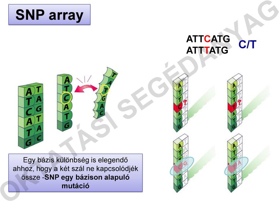 kapcsolódjék össze -SNP egy