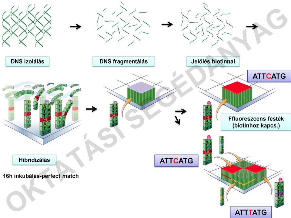 inkubálás-perfect match ATTCATG