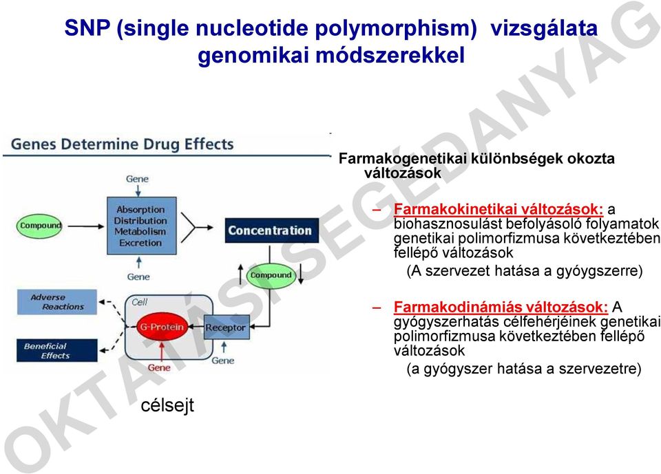 polimorfizmusa következtében fellépő változások (A szervezet hatása a gyóygszerre) Farmakodinámiás változások: