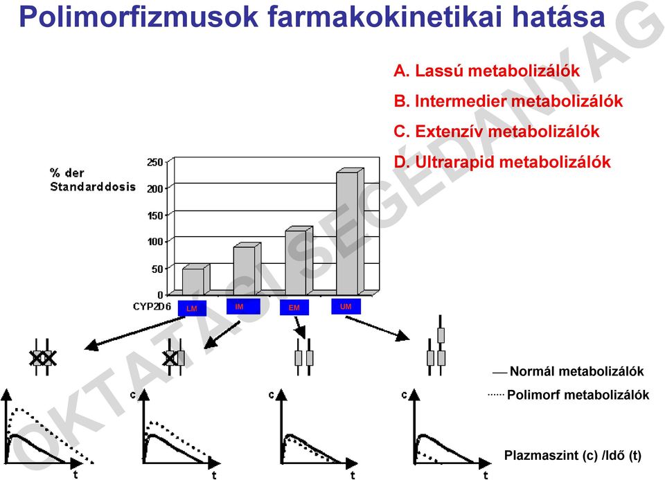 Extenzív metabolizálók D.