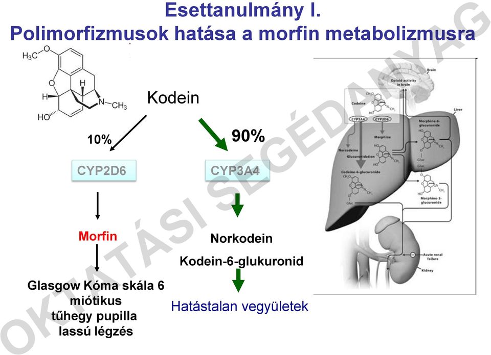 Kodein 10% 90% CYP2D6 Morfin Glasgow Kóma skála 6