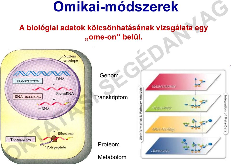 vizsgálata egy ome-on belül.