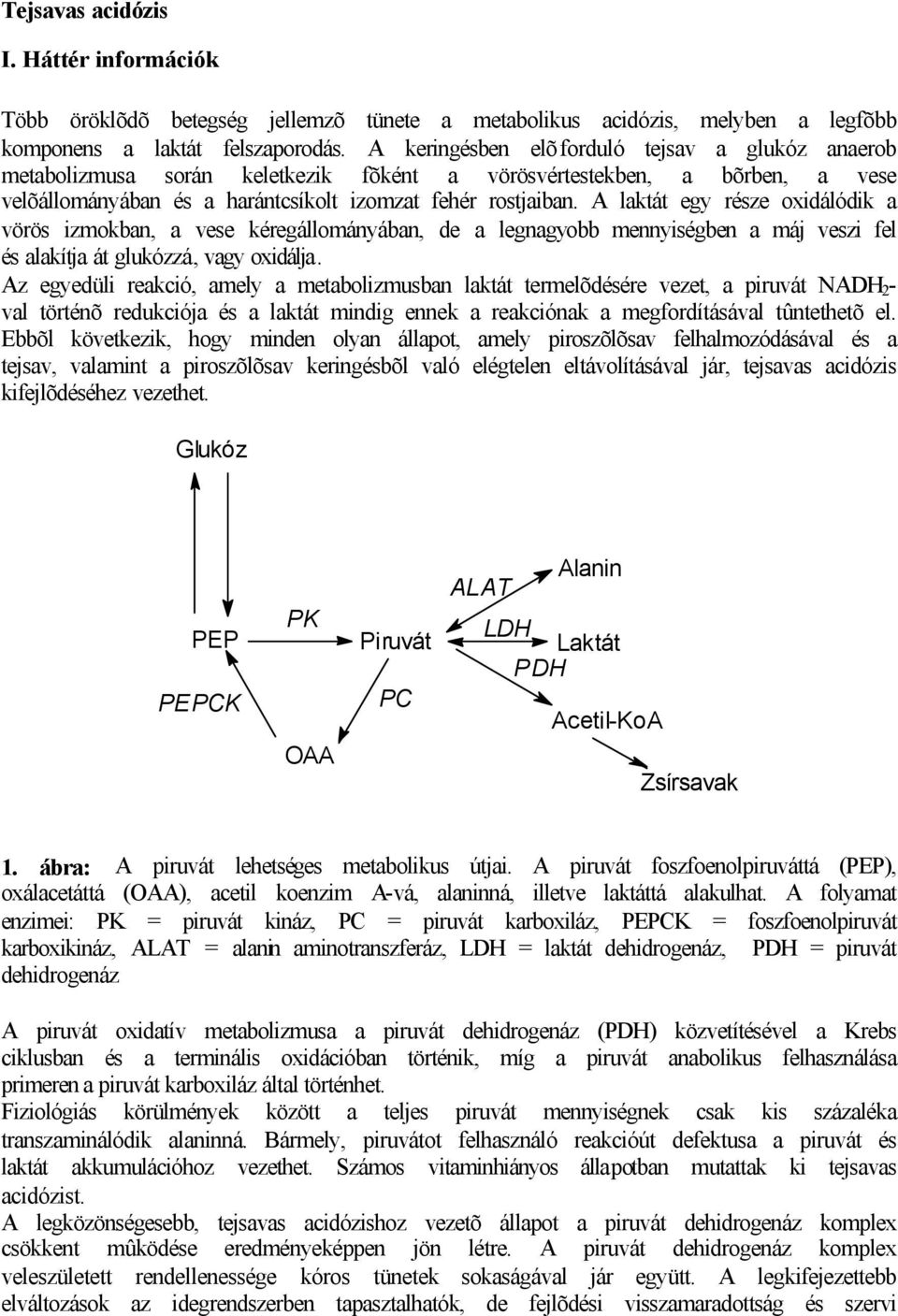 A laktát egy része oxidálódik a vörös izmokban, a vese kéregállományában, de a legnagyobb mennyiségben a máj veszi fel és alakítja át glukózzá, vagy oxidálja.