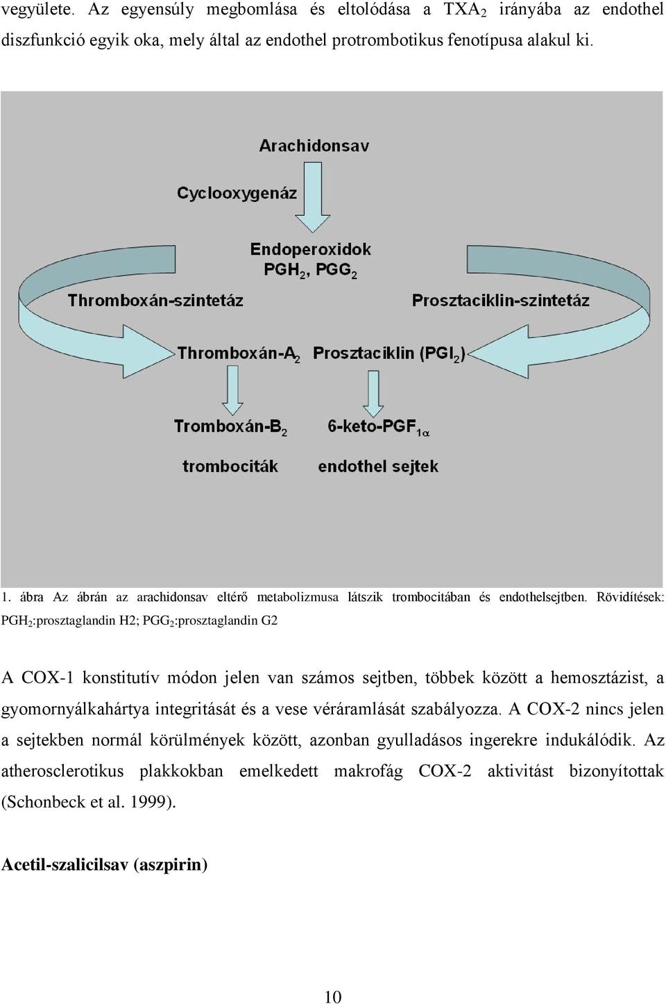 Rövidítések: PGH 2 :prosztaglandin H2; PGG 2 :prosztaglandin G2 A COX-1 konstitutív módon jelen van számos sejtben, többek között a hemosztázist, a gyomornyálkahártya