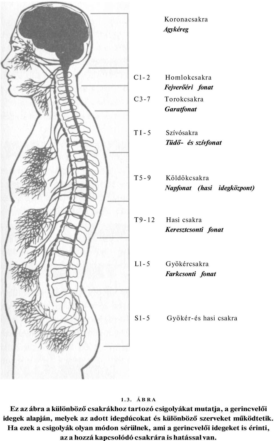 ÁBRA Ez az ábra a különböző csakrákhoz tartozó csigolyákat mutatja, a gerincvelői idegek alapján, melyek az adott idegdúcokat és különböző