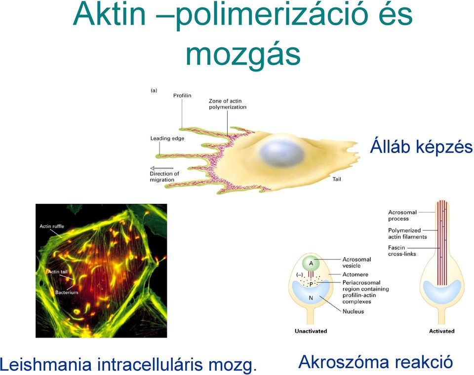 Leishmania