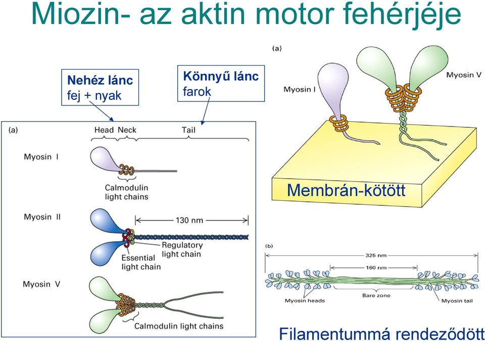 nyak Könnyű lánc farok