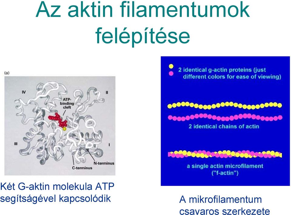 molekula ATP segítságével