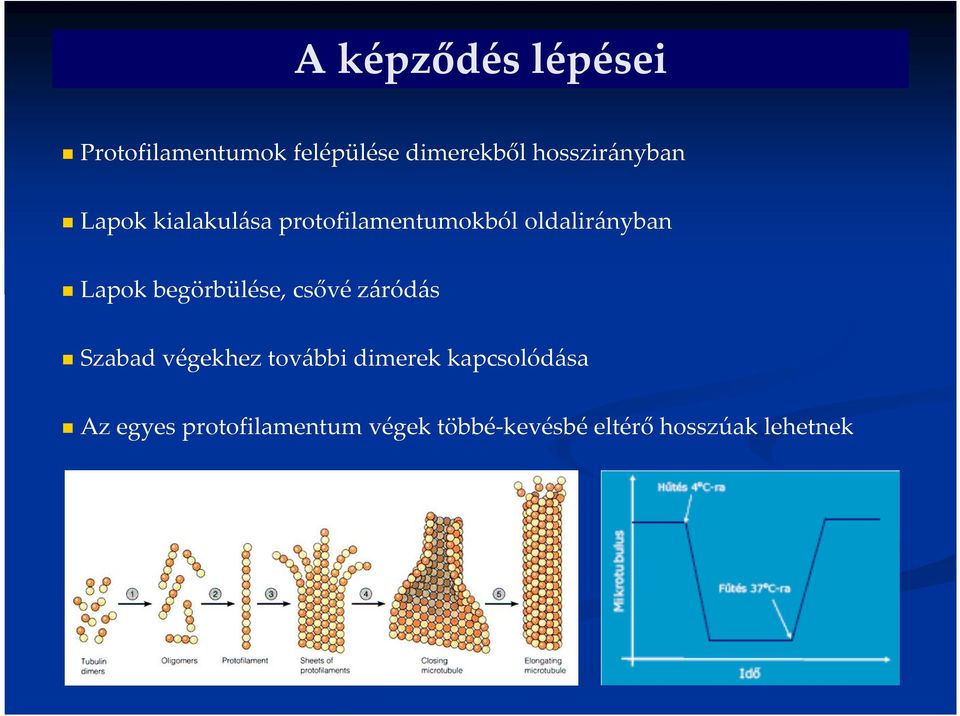 Lapok begörbülése, csővé záródás Szabad végekhez további dimerek