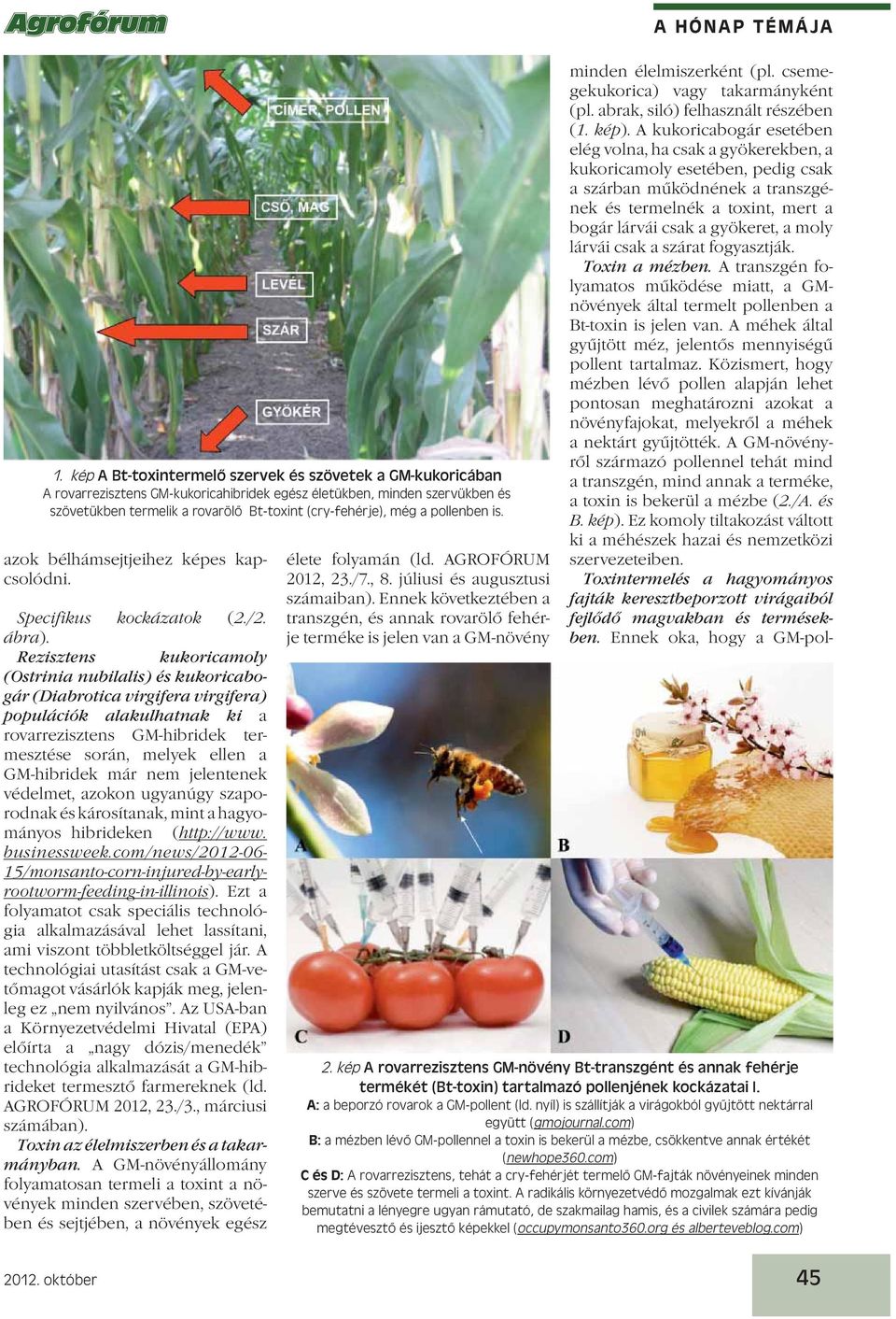 Rezisztens kukoricamoly (Ostrinia nubilalis) és kukoricabogár (Diabrotica virgifera virgifera) populációk alakulhatnak ki a rovarrezisztens GM-hibridek termesztése során, melyek ellen a GM-hibridek
